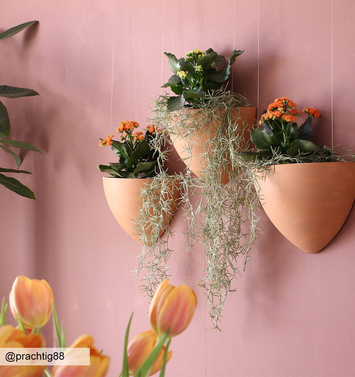 DE Botaniq hängender Blumentopf mit Pflanzen an einer rosa Wand