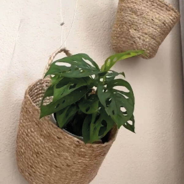 EN Hanging basket with plant on wall